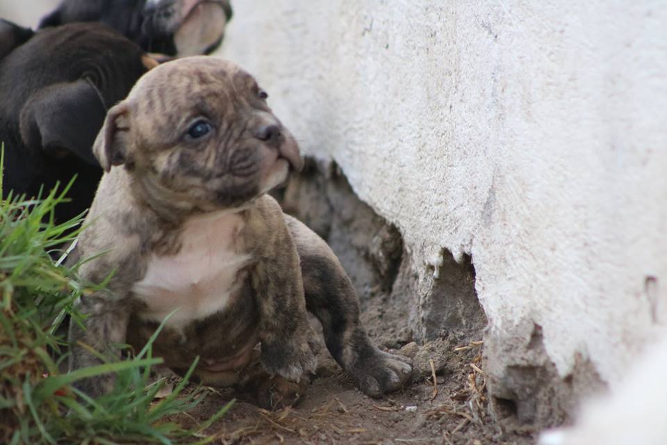 Foto Perro