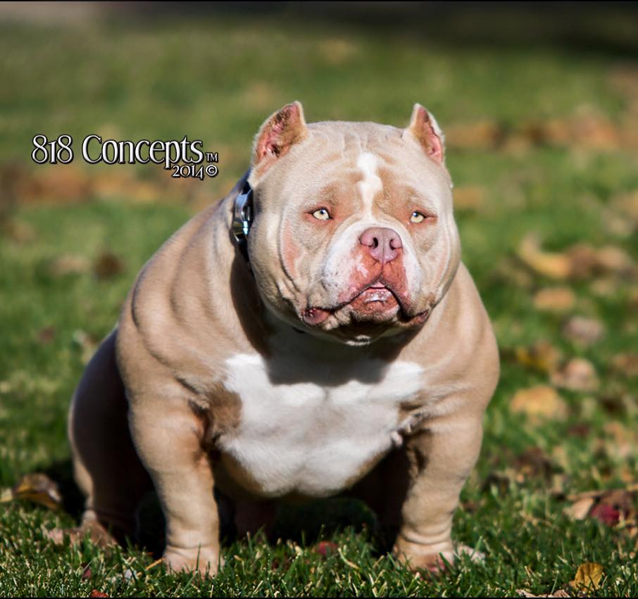 Louis v cheap american bully