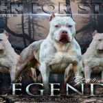 Gottline Legend American Bully