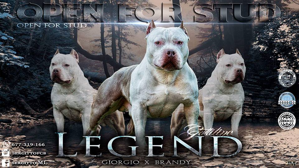 Gottline Legend American Bully