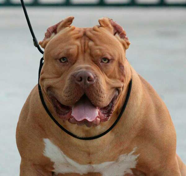 GRINGO AMERICAN BULLY EN BULLYSTVSHOWS