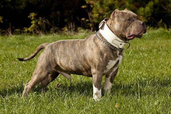 Color Blue Brindle American Bully