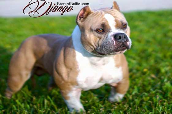 Color Blue Fawn American Bully