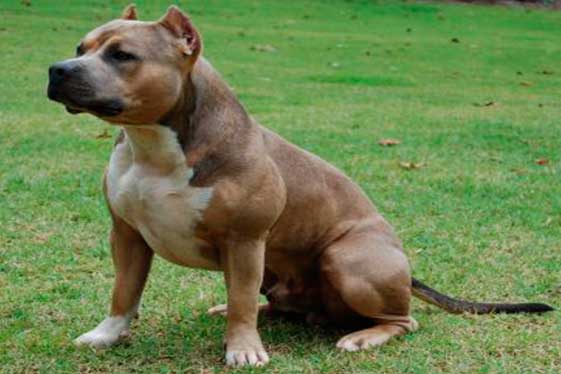 Color Blue Smut/Sable American Bully