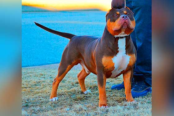 Chocolate tri hot sale color bully