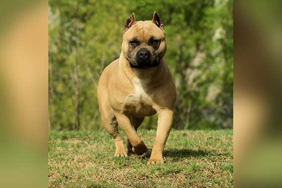 Color Fawn American Bully
