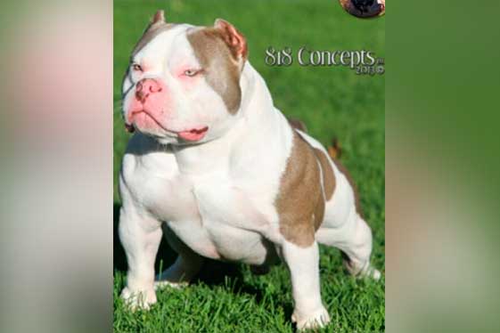 Piebald American Bully