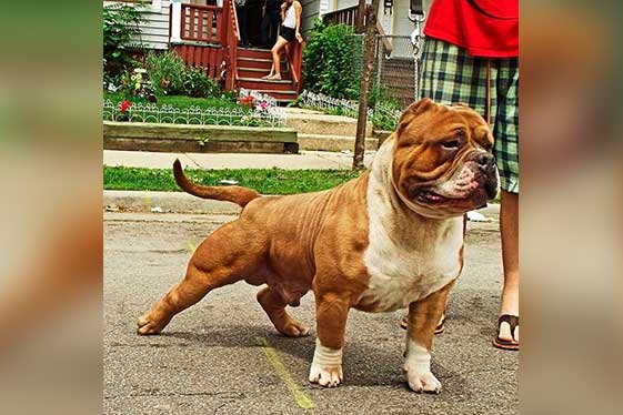 Color Red (Black Nose/Fawn) American Bully