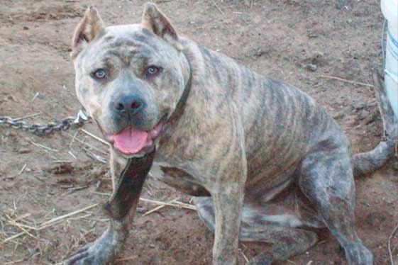 Color Reverse Blue Brindle American Bully