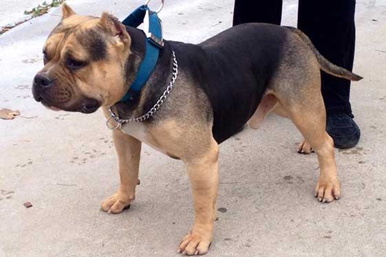 Color Saddle Back (Black and Tan) American Bully