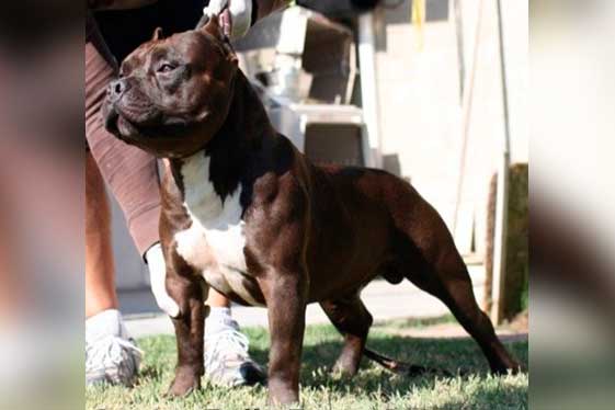 Color Seal American Bully
