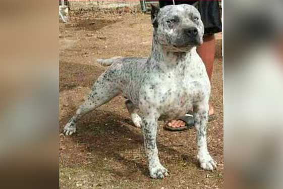 Color Ticked American Bully