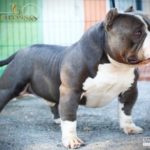 American Bully Batman