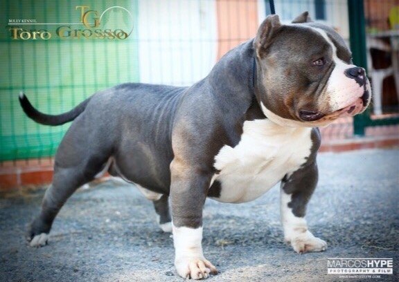 American Bully Batman