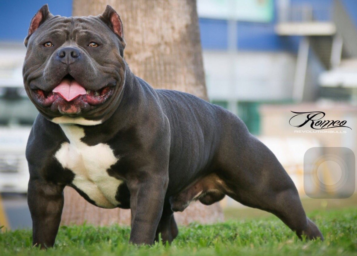 American Bully Romeo