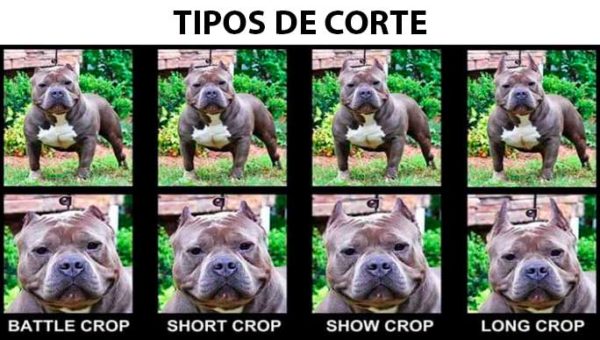 American Bully Tipos de corte de orejas