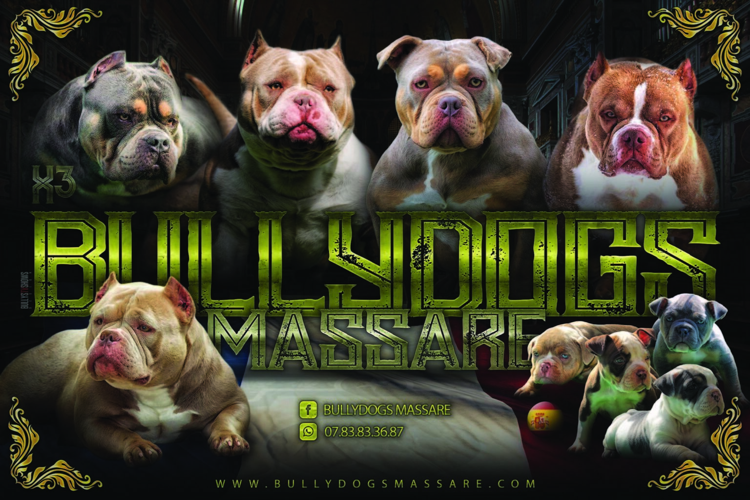 BULLY DOGS MASSARE | BullysTvShow