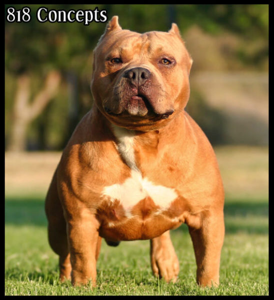 AMERICAN BULLY: COAT AND COLOR | BullysTvShow