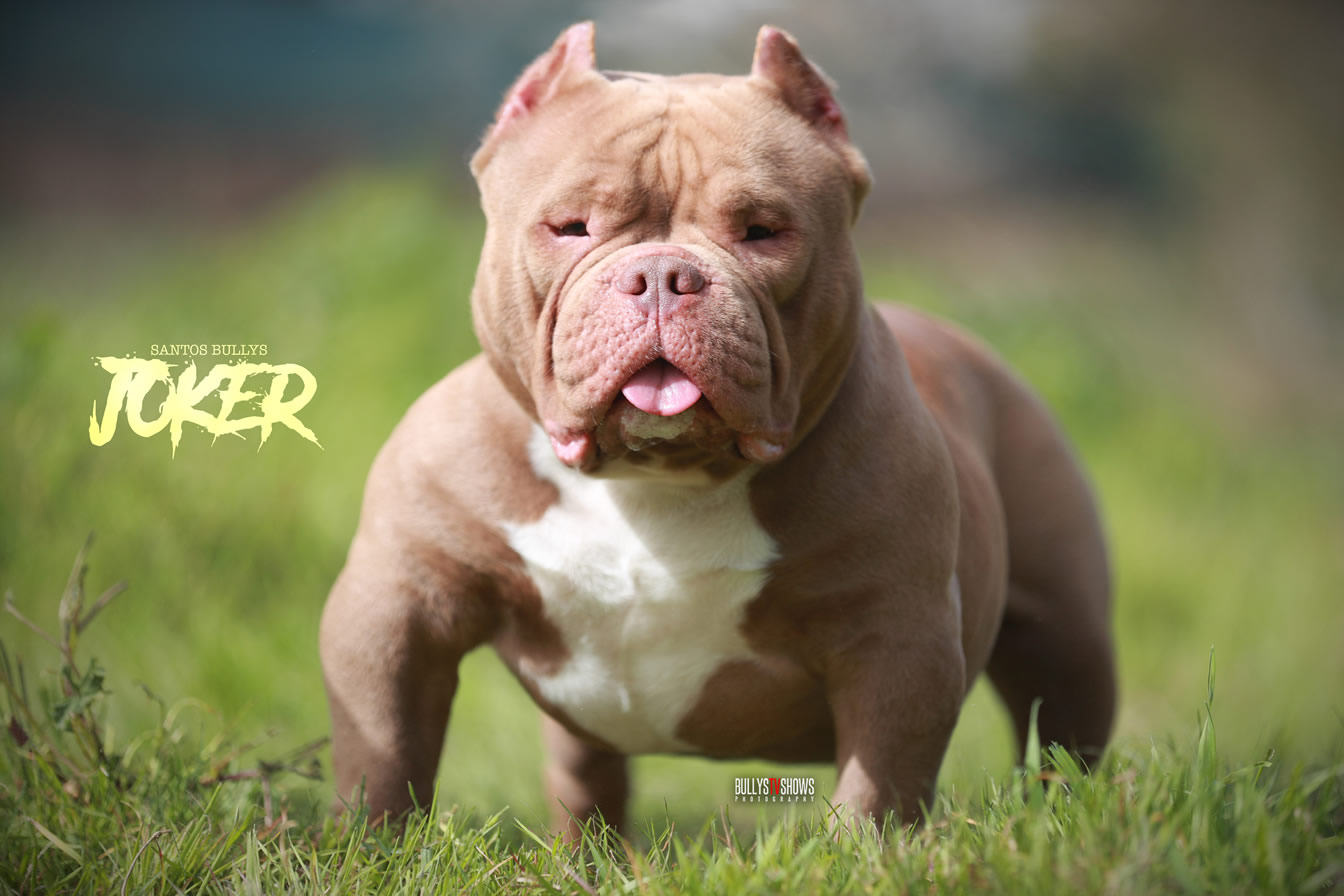 American sales bully joker