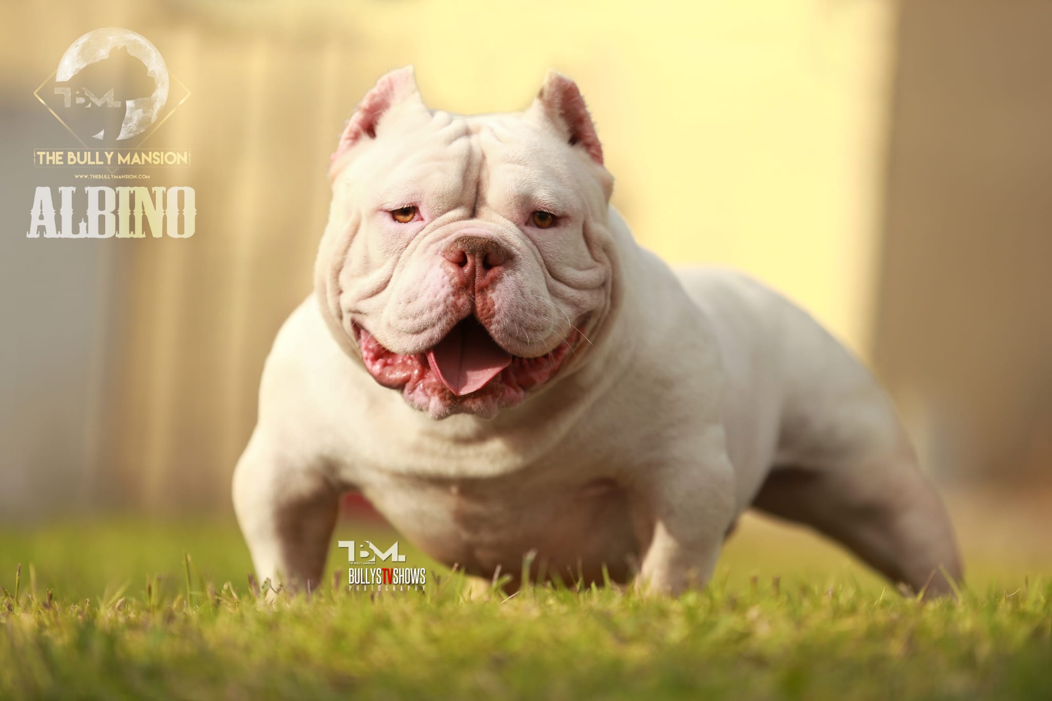 Albino american hot sale bully