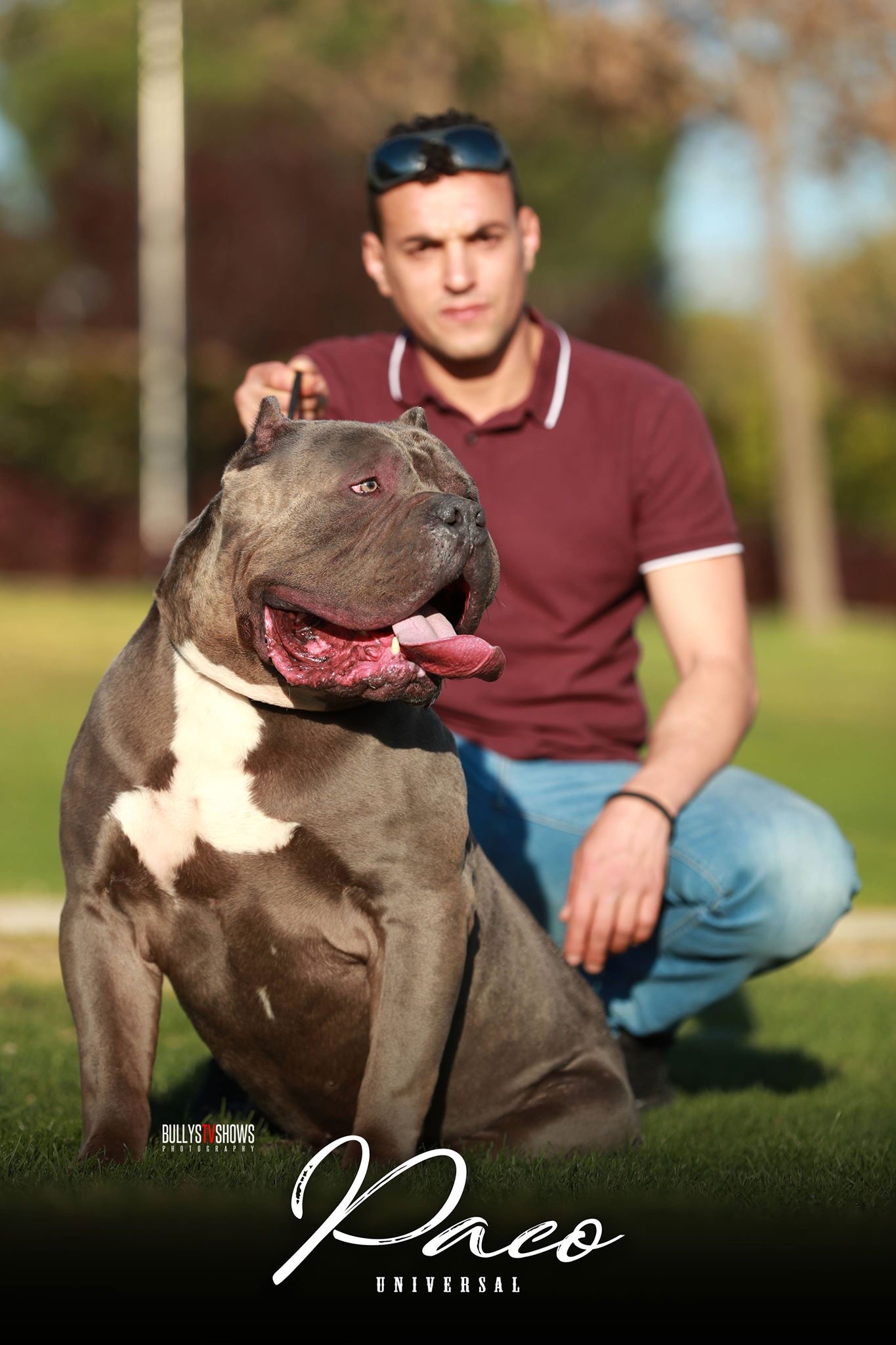 Paco american hot sale bully